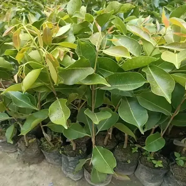 Black_Jamun_Grafting_Plant