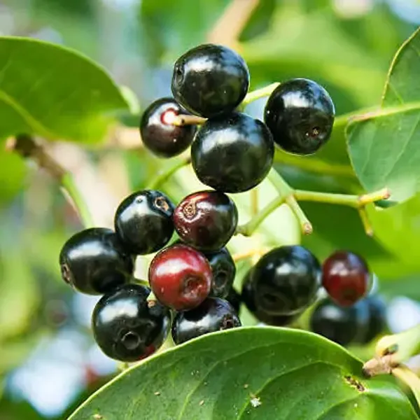 Black_Jamun_Grafting_Plant