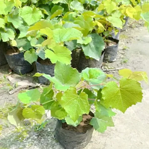 Red_Thai_Variety_Seedless_Grapes_Fruit_Plant