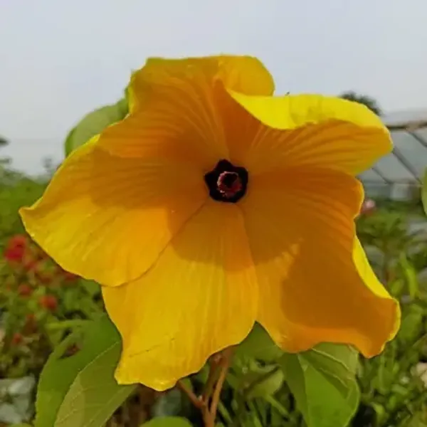 Yellow_Land_Lotus_Flower_Plant