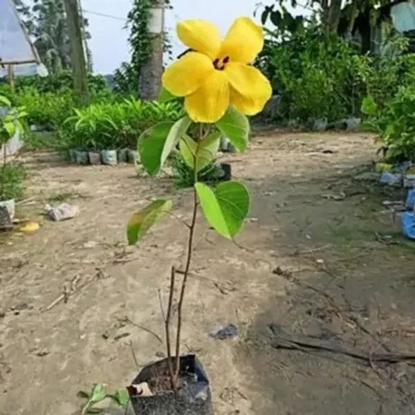 Yellow_Land_Lotus_Flower_Plant