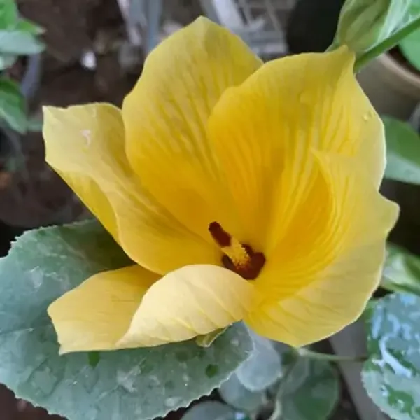 Yellow_Land_Lotus_Flower_Plant