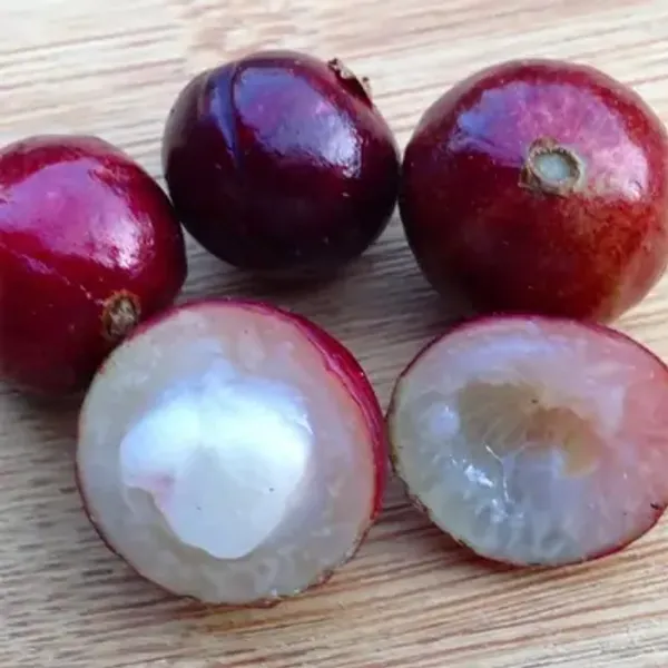 Red_Hybrid_Jaboticabas_Fruit_Plant
