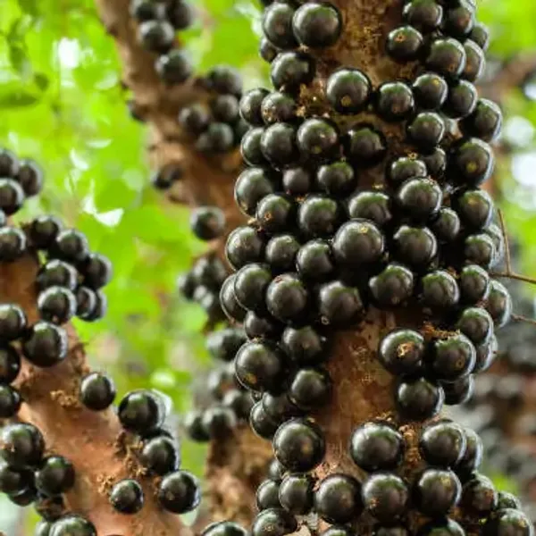 Red_Hybrid_Jaboticabas_Fruit_Plant