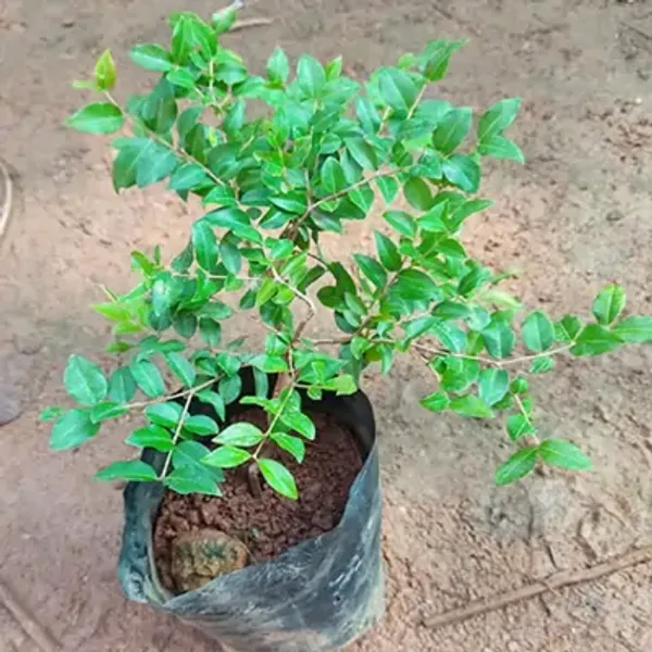 Red_Hybrid_Jaboticabas_Fruit_Plant