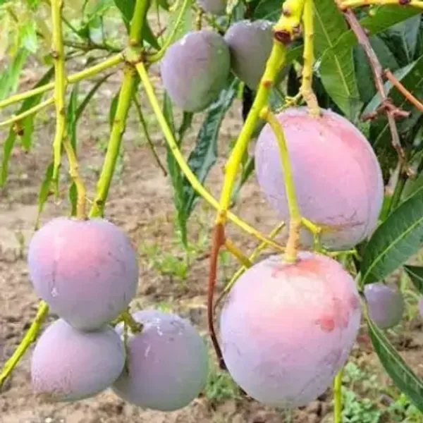 Purple_Arunika_Mango_Grafted_Fruit_&_Amp_Hybrid_Plant