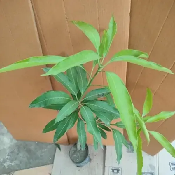 Purple_Arunika_Mango_Grafted_Fruit_&_Amp_Hybrid_Plant