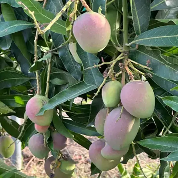 Purple_Arunika_Mango_Grafted_Fruit_&_Amp_Hybrid_Plant