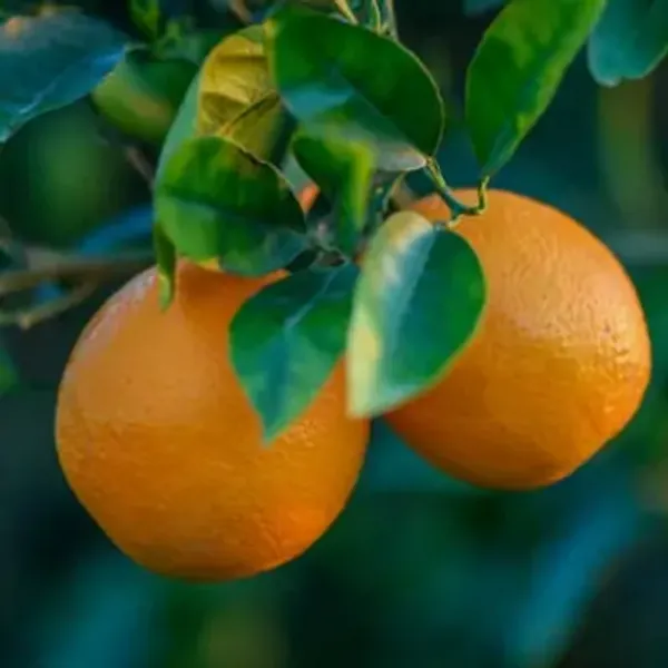 Orange_Valencia_Grafted_&_Amp_Hybrid_Lemon_Fruit_Plant