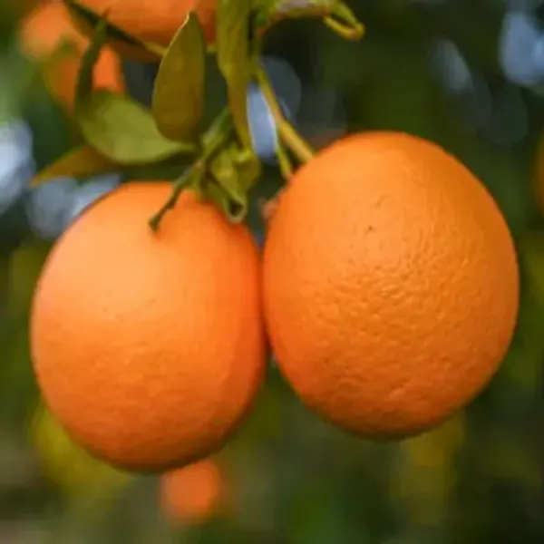 Orange_Valencia_Grafted_&_Amp_Hybrid_Lemon_Fruit_Plant