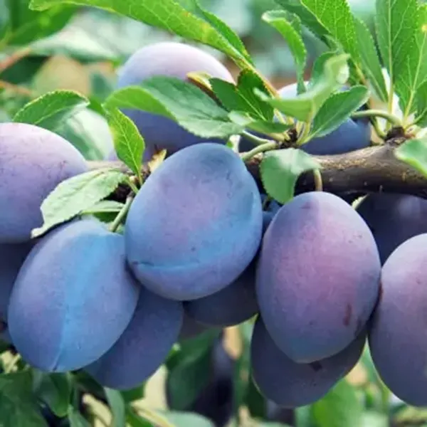 Blue_Aalu_Bukhara_Plum_Grafted_&_Amp_Hybrid_Fruit_Plant