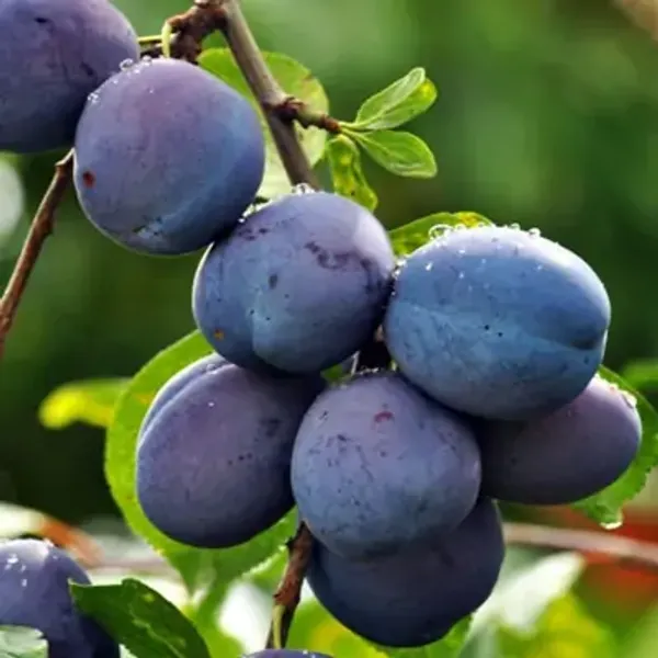 Blue_Aalu_Bukhara_Plum_Grafted_&_Amp_Hybrid_Fruit_Plant