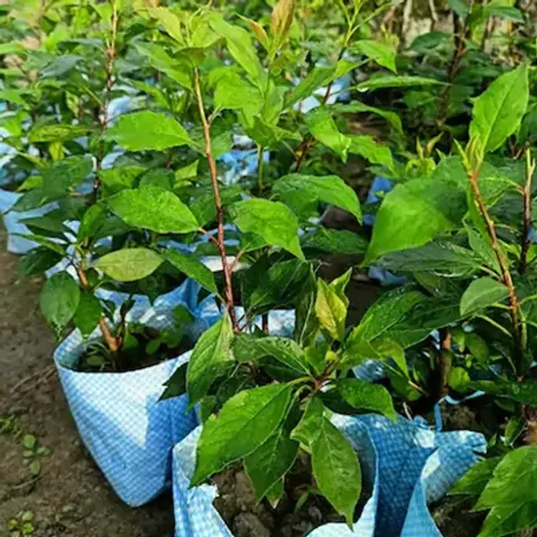 Blue_Aalu_Bukhara_Plum_Grafted_&_Amp_Hybrid_Fruit_Plant