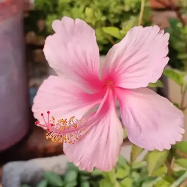 Pink_Puna_Variety_Grafted_Hibiscus_Flower_Plant