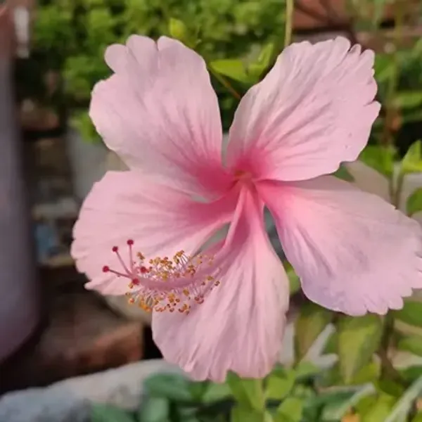 Pink_Puna_Variety_Grafted_Hibiscus_Flower_Plant