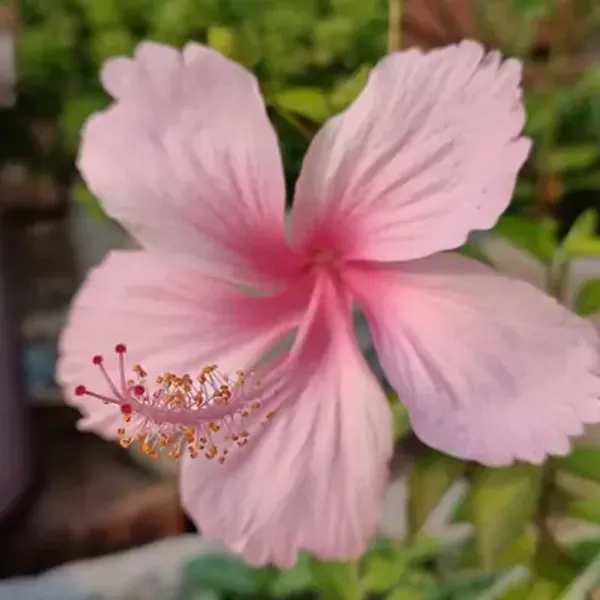 Pink_Puna_Variety_Grafted_Hibiscus_Flower_Plant