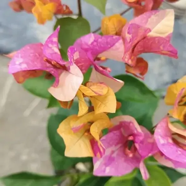 Multicolor_Adarna_Bougainvillea_Flower_Plant