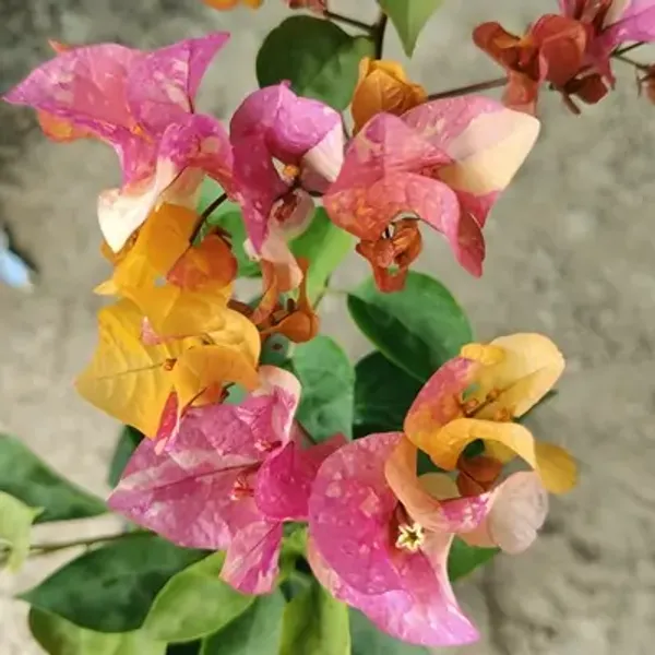 Multicolor_Adarna_Bougainvillea_Flower_Plant