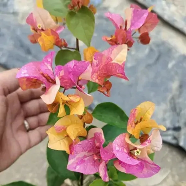 Multicolor_Adarna_Bougainvillea_Flower_Plant