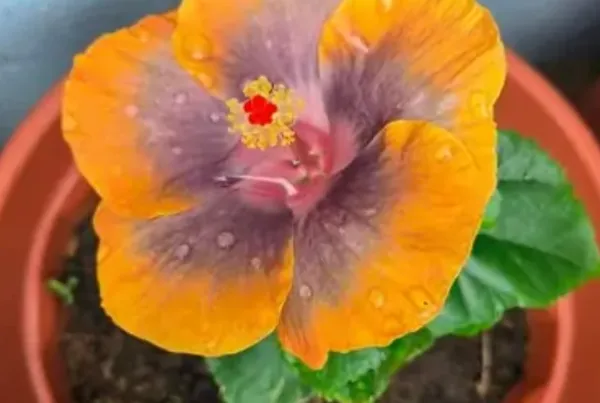Yellow_American_Variety_Hibiscus_Flower_Plants
