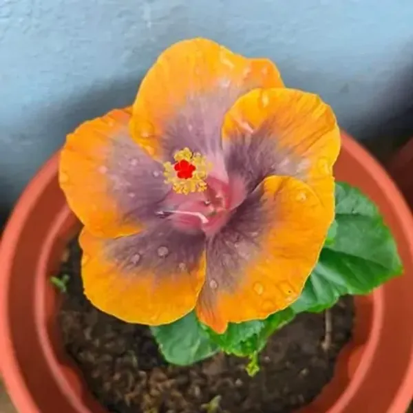 Yellow_American_Variety_Hibiscus_Flower_Plants