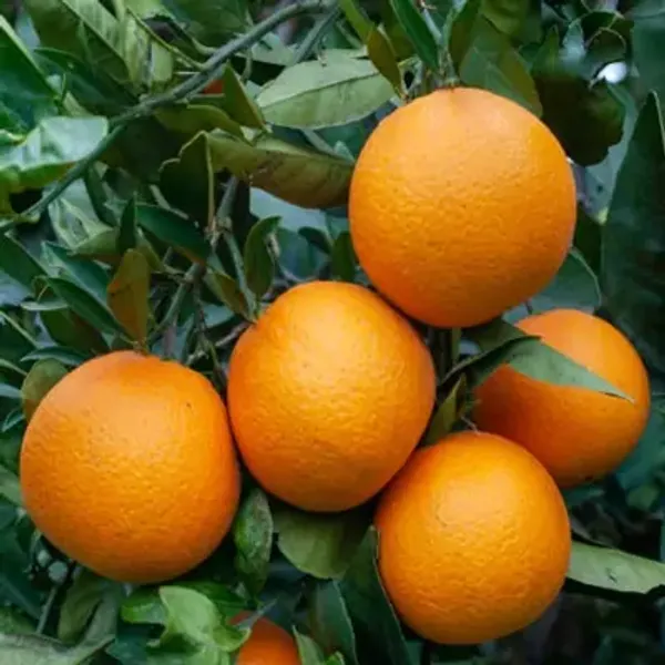Orange_Malta_Grafted_&_Amp_Hybrid_Fruit_Plant