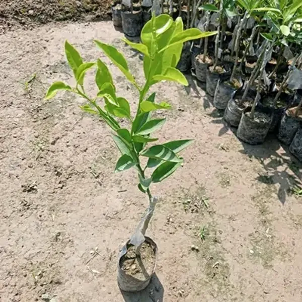 Orange_Malta_Grafted_&_Amp_Hybrid_Fruit_Plant