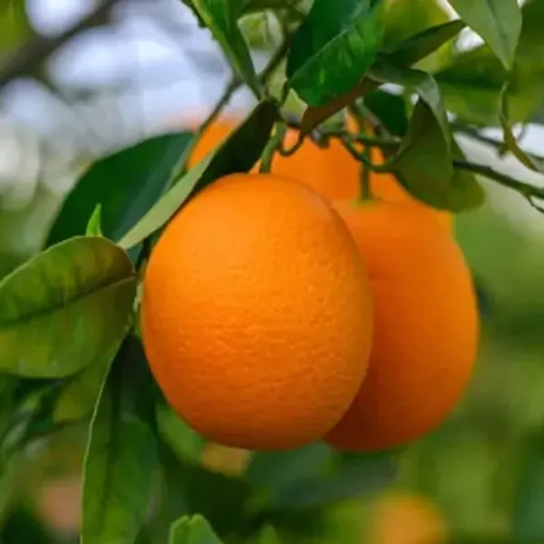 Orange_Malta_Grafted_&_Amp_Hybrid_Fruit_Plant