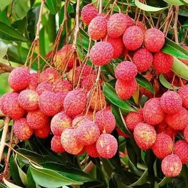 Red_Bombay_Litchi_Fruit_Plant_Lychee