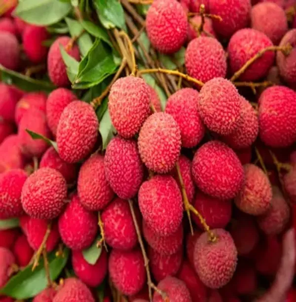 Red_Bombay_Litchi_Fruit_Plant_Lychee