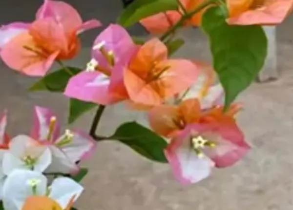 Multicolor_Mon_During_Bougainvillea_Flower_Plant