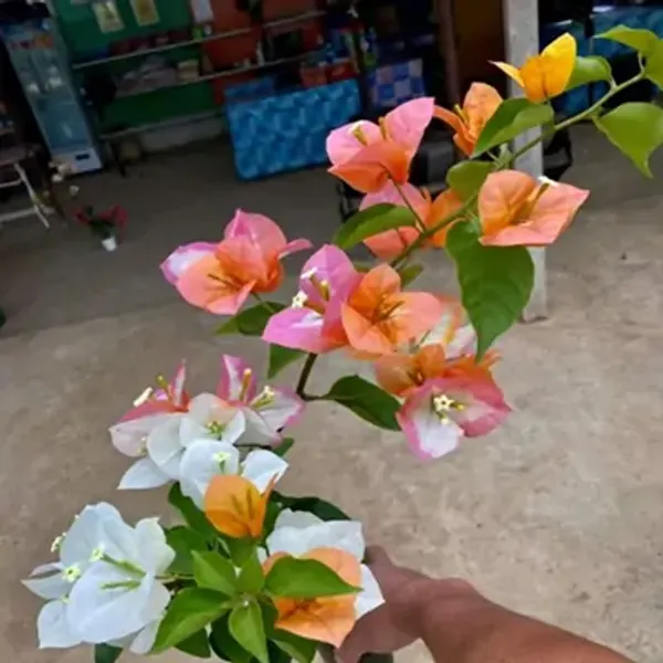 Multicolor_Mon_During_Bougainvillea_Flower_Plant