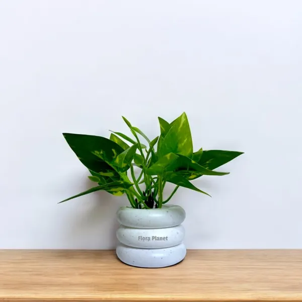 Multicolour_Artificial_Plants_For_Home_Decor_Pack_Of_4_Faux_Mini_Plants_In_Colourful_Pots_Realistic_Indoor_Table_Decoration_No_Watering_Needed_Office_Shelf_&_Living_Room_Accent