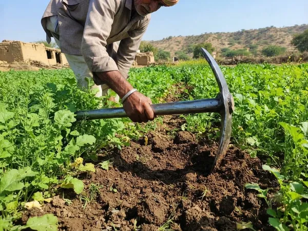 Hind's_Handmade_Traditional_Rajasthani_Hand_Mattock_(Kudali_/_Kudal)_–_Heavy-Duty_Forged_Steel_Garden_&_Farm_Tool_with_Metal_Handle