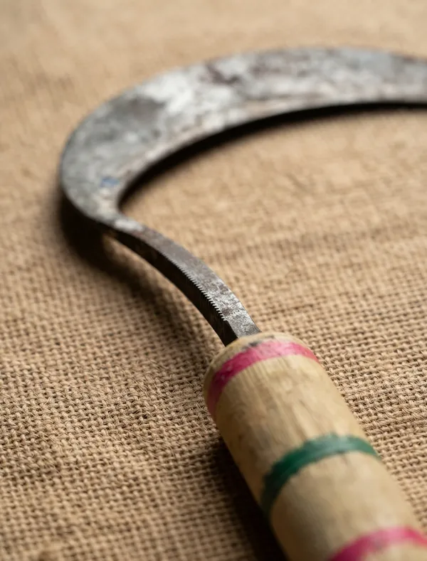 Hind's_Handmade_Traditional_Rajasthani_Hansiya_/_Dantli_|_Heavy-Duty_Agricultural_Sickle_with_Wooden_Handle_(13_Inch)