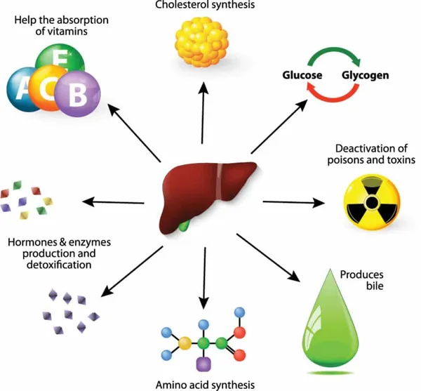 Liver_&_Kidney_Health_Formula_–_Ayurvedic__Natural_Purification_Detox_and_Cleansing_Formula