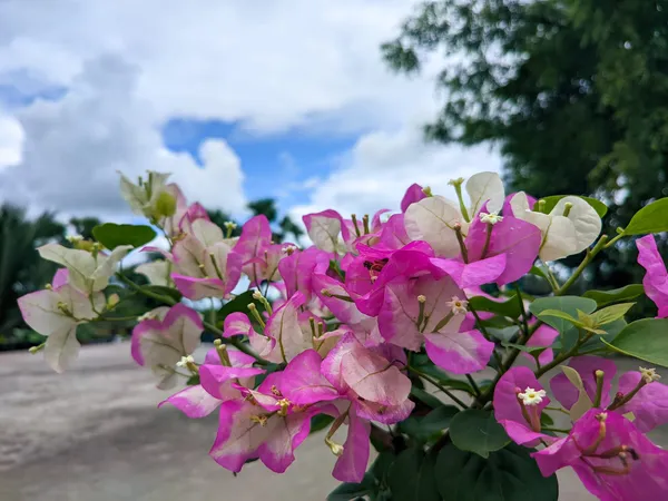 Merry_Palmer_Bougainvillea_Flower_Live_Plant
