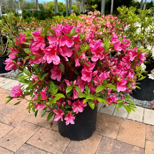 Azalea_Flower_Hybrid_Dwarf_Variety_Live_Plant