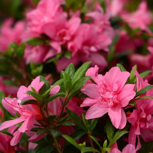 Azalea_Flower_Hybrid_Dwarf_Variety_Live_Plant