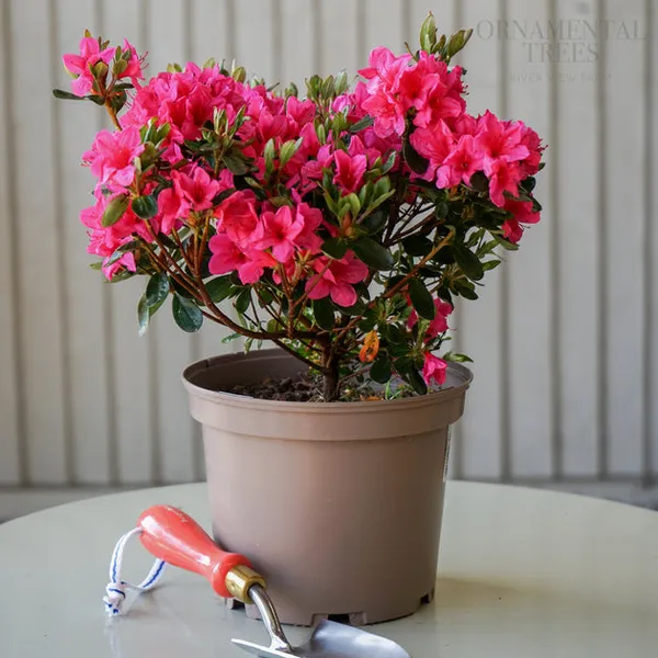 Azalea_Flower_Hybrid_Dwarf_Variety_Live_Plant
