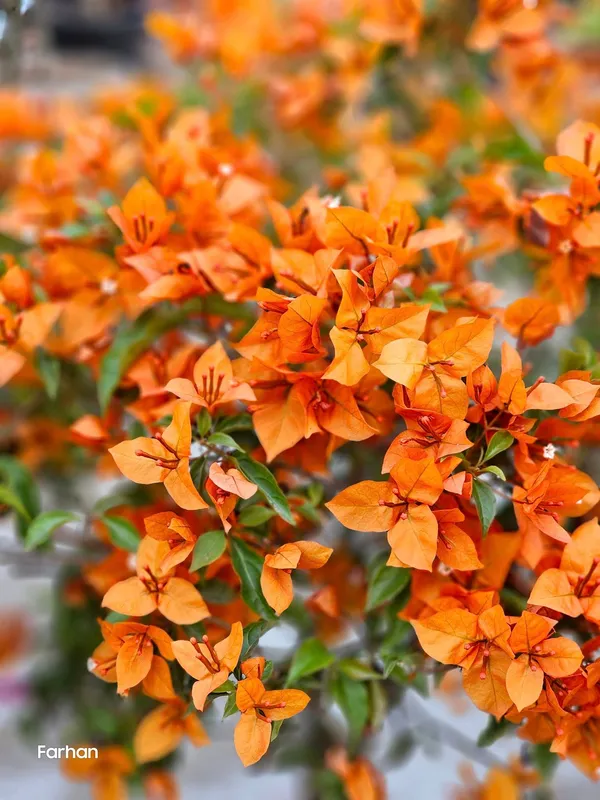 Fire_Opal_Bougainvillea_Flower_Live_Plant
