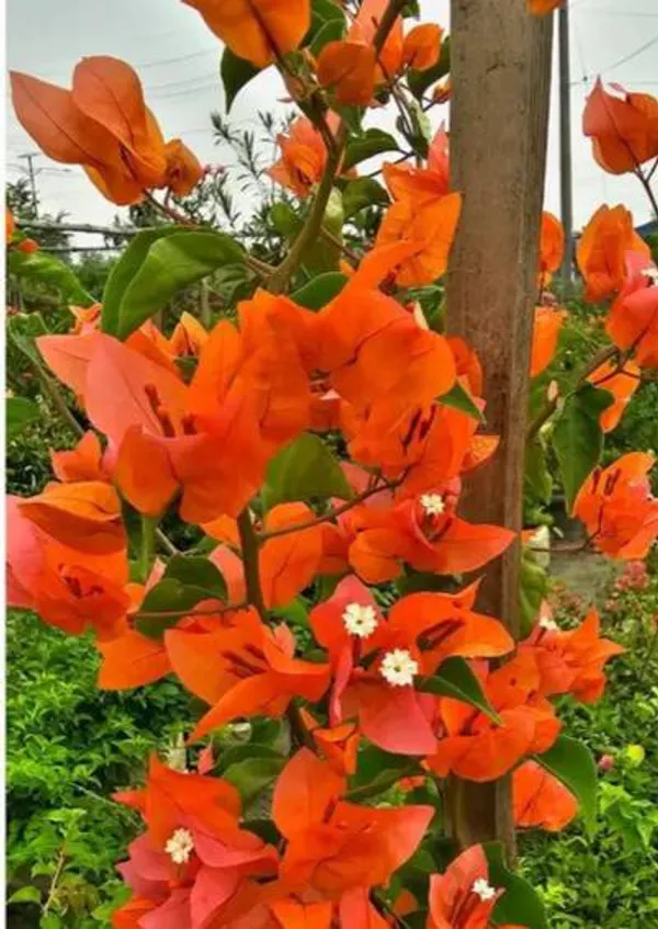 Fire_Opal_Bougainvillea_Flower_Live_Plant