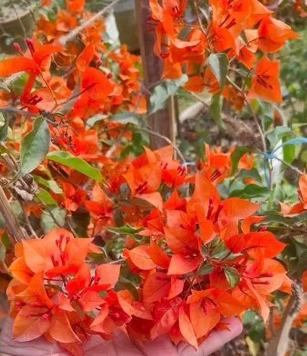 Fire_Opal_Bougainvillea_Flower_Live_Plant