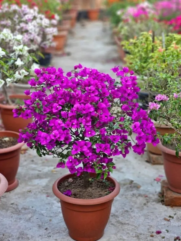 Refulgence_Bougainvillea_Flower_Live_Plant