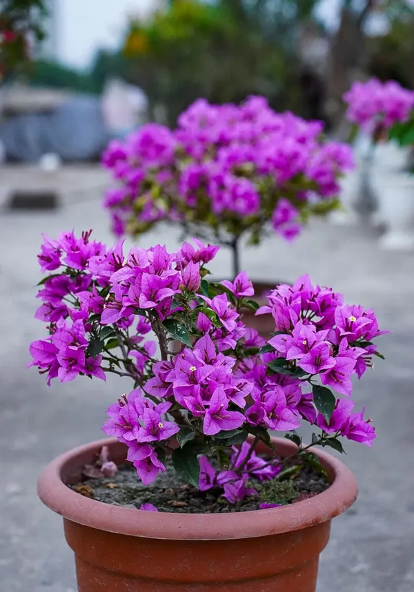 Refulgence_Bougainvillea_Flower_Live_Plant