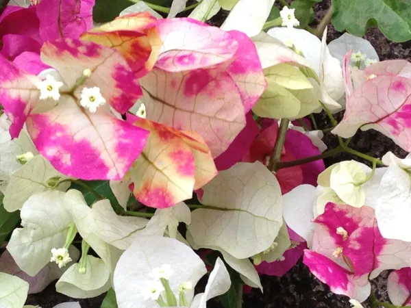 Chithra_Cream_Bougainvillea_Flower_Live_Plant