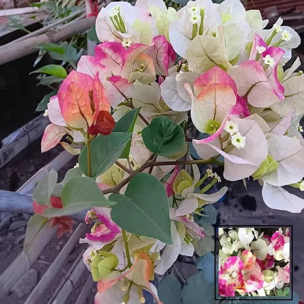 Chithra_Cream_Bougainvillea_Flower_Live_Plant