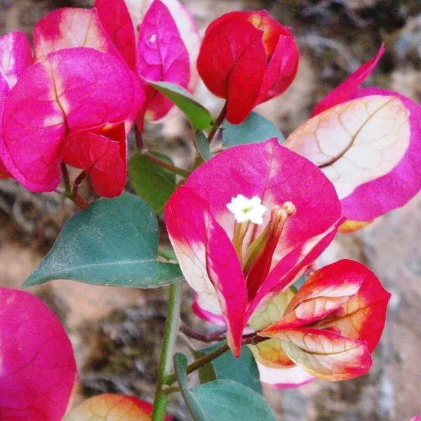 Chithra_Cream_Bougainvillea_Flower_Live_Plant