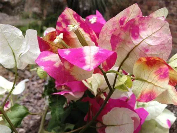 Chithra_Cream_Bougainvillea_Flower_Live_Plant