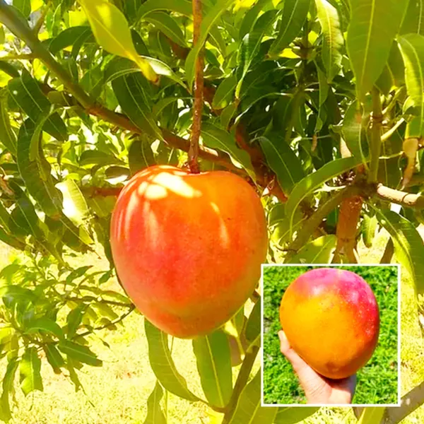 All_Time_Hong_Zhu_Mango_Hybrid_Grafted_Fruit_Plant